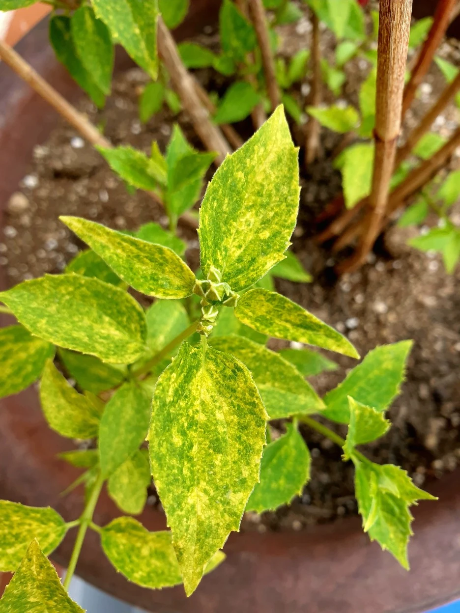 20210417_182331.jpg?type=w1