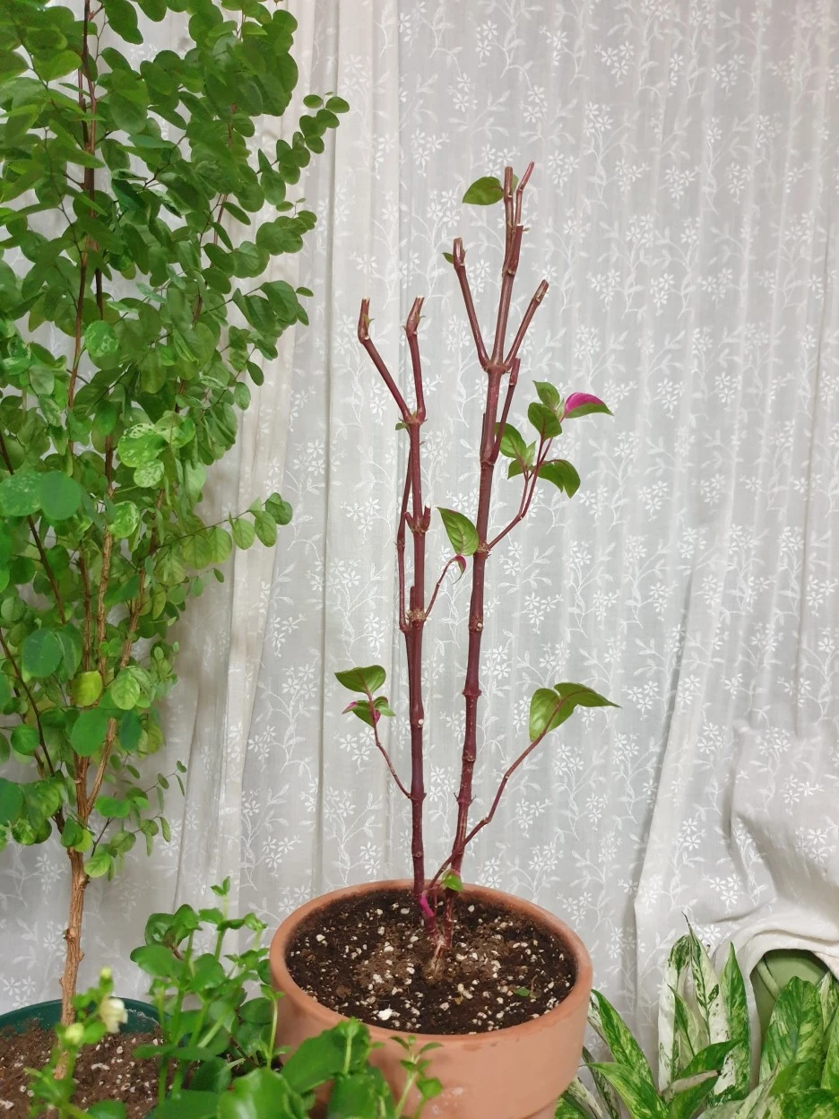 20200818_210427.jpg?type=w1