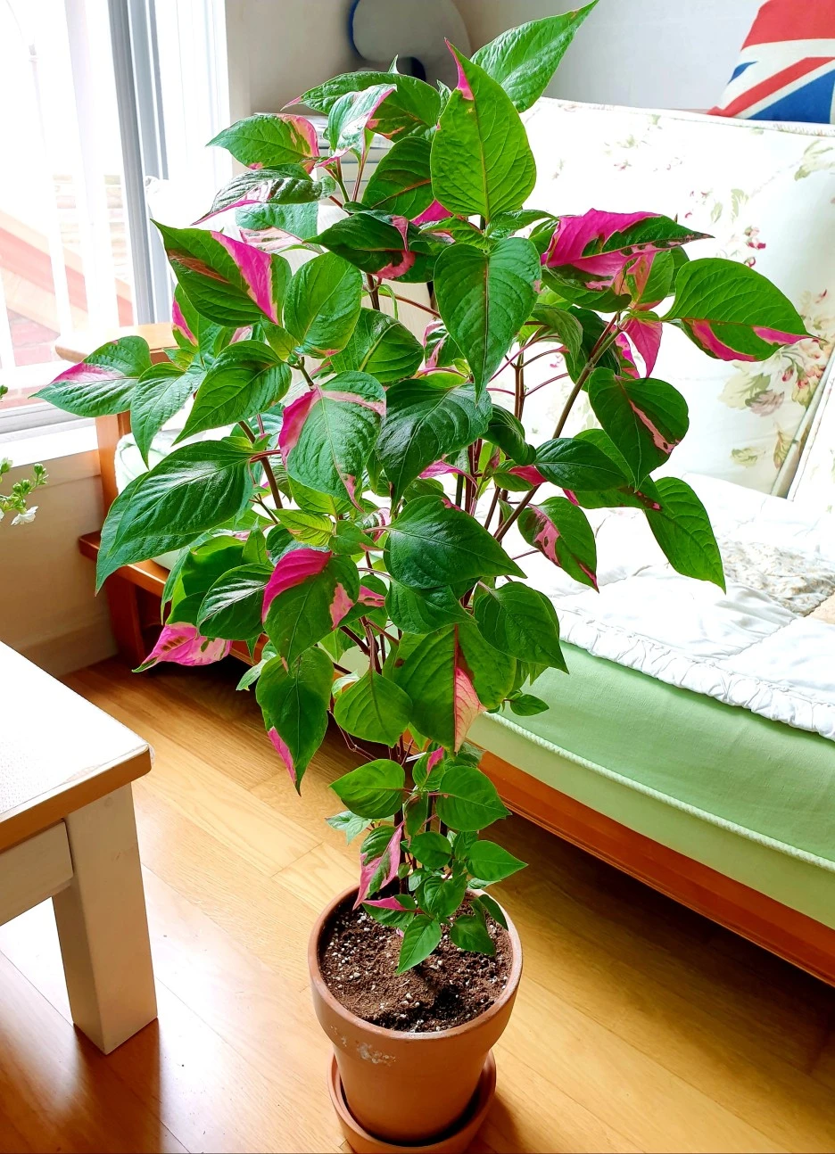 20200714_094423_1.jpg?type=w1