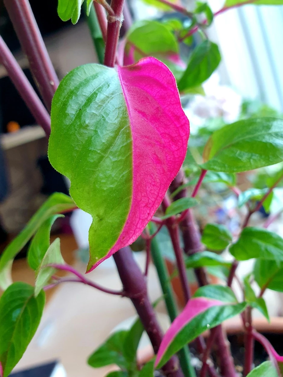 20200628_162525.jpg?type=w1