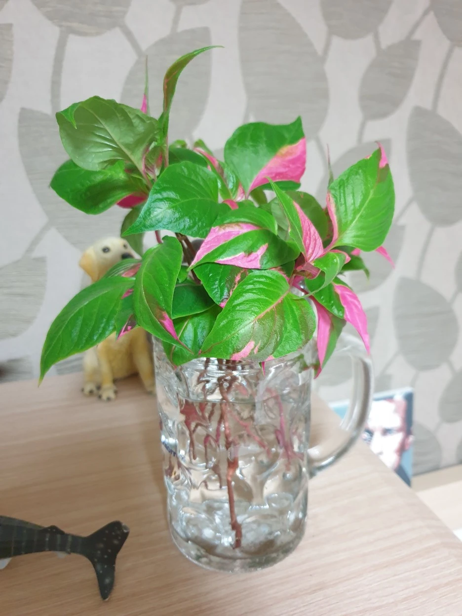 20200813_194847.jpg?type=w1