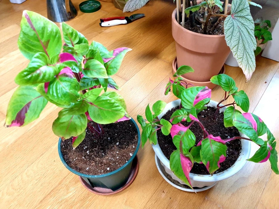 20210326_211151.jpg?type=w1