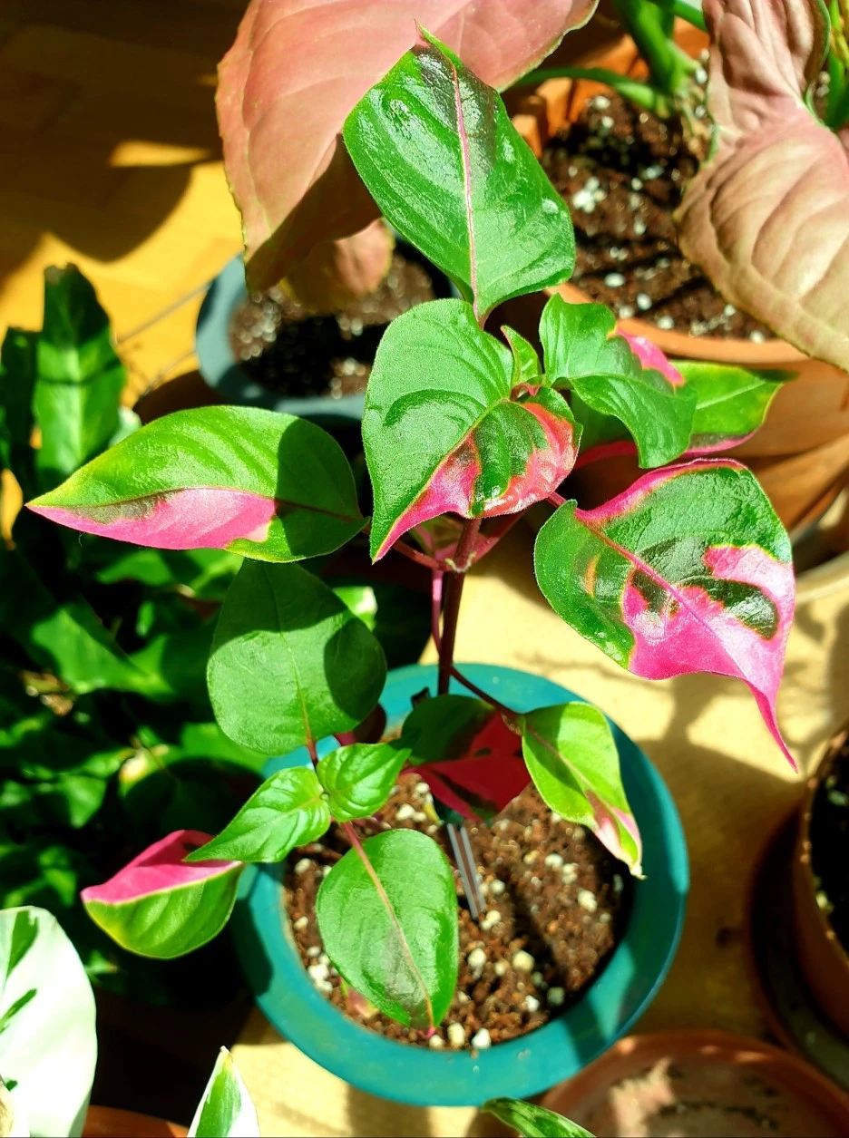 20200318.jpg?type=w1