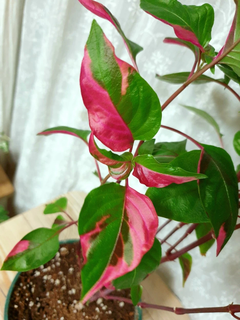 20210527_203959.jpg?type=w1