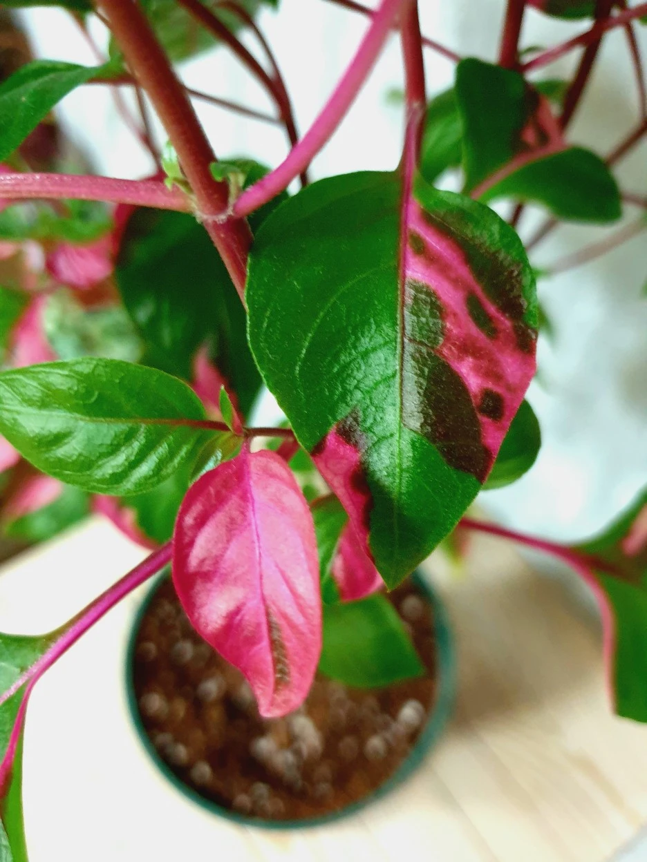 20210527_204027.jpg?type=w1