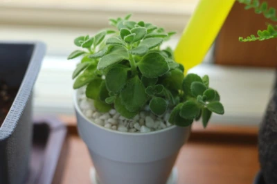 zZS3S-r1nUbbqsu7KPgxS1MQBNM