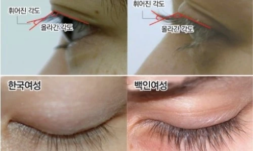 ?src=%22https%3A%2F%2Fdimg1.donga.com%2Fwps%2FNEWS%2FIMAGE%2F2006%2F12%2F25%2F6993742.1.jpg%22&type=ff500_300