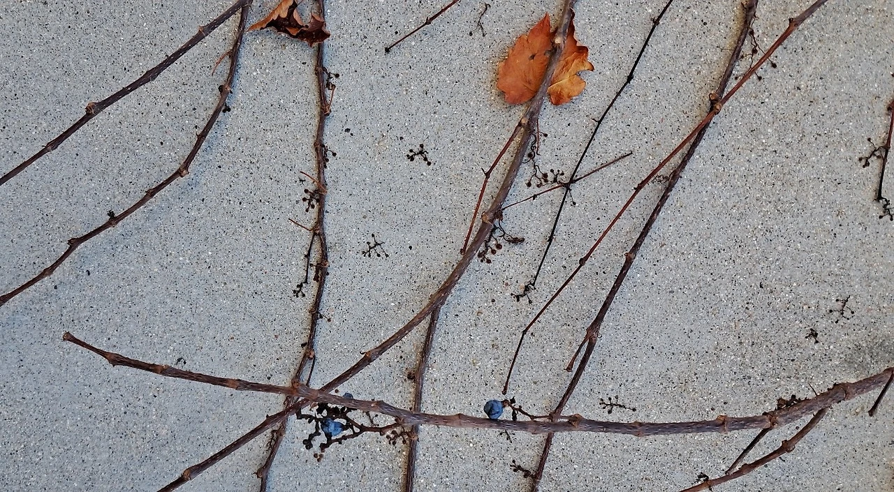 사진-담쟁이 넝쿨.jpeg