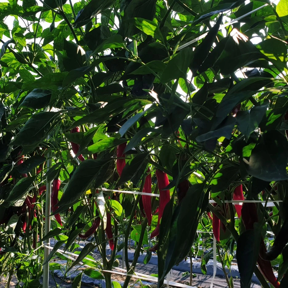 SE-9a006e26-cb8e-4cb5-bf86-510e9ed67c8a.jpg?type=w1