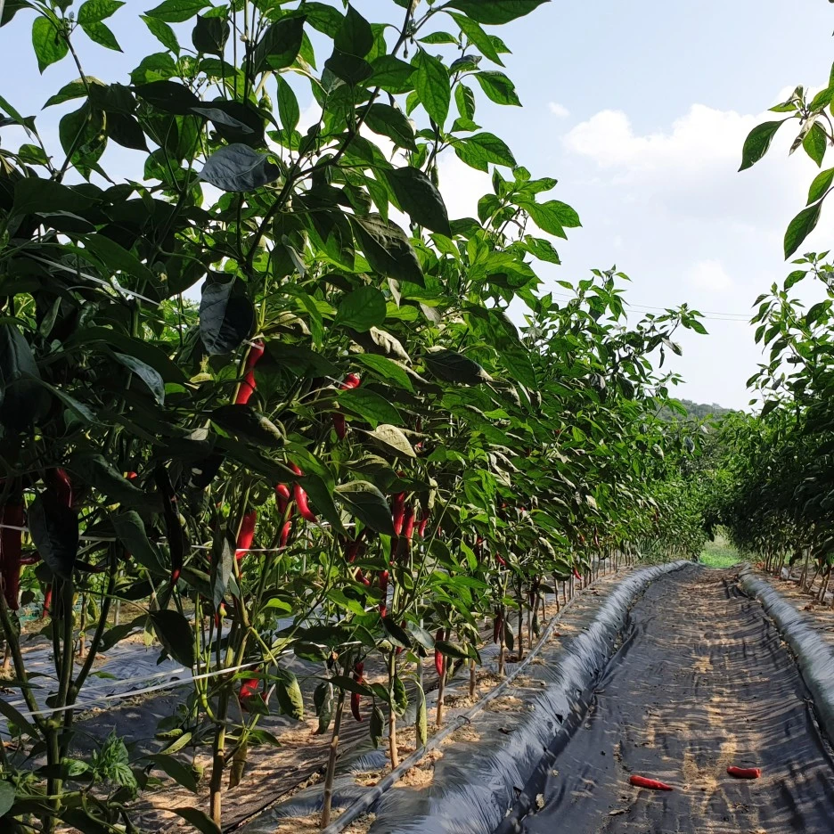 SE-97d52c87-9aeb-4226-8a70-8ed5db655d77.jpg?type=w1