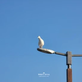 SE-0aa0d70c-bc3b-4012-a48e-c7601de3e701.jpg?type=w275