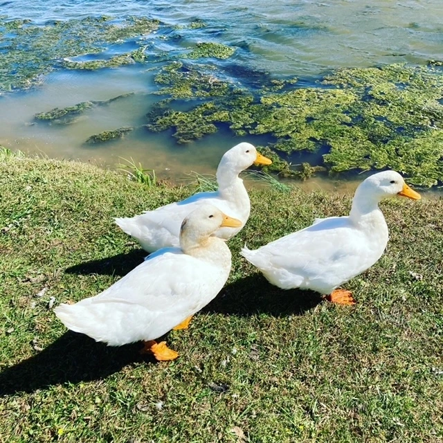 image6.jpeg