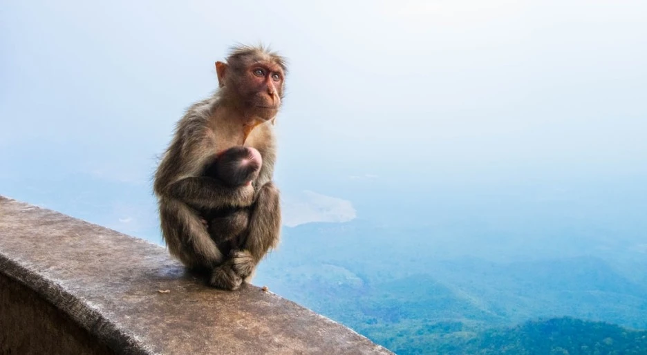 SE-c5759c2f-100a-452f-b5aa-317bf2123220.jpg?type=w1