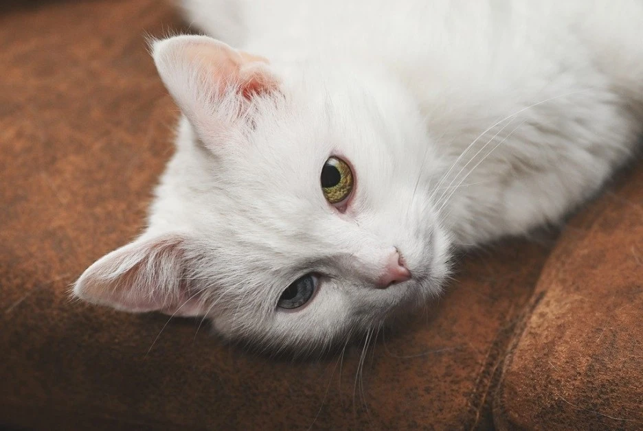 SE-0c947cf8-f682-43c8-85a6-4e6ec6d726fa.jpg?type=w1