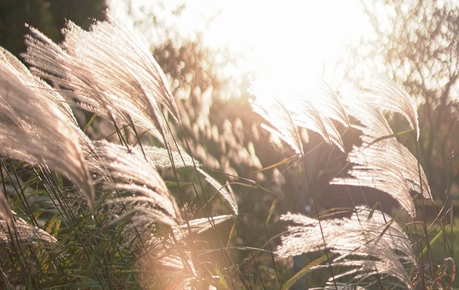 SE-a0cd0efb-532b-4f12-a587-205ee7e3cdfc.jpg?type=w1