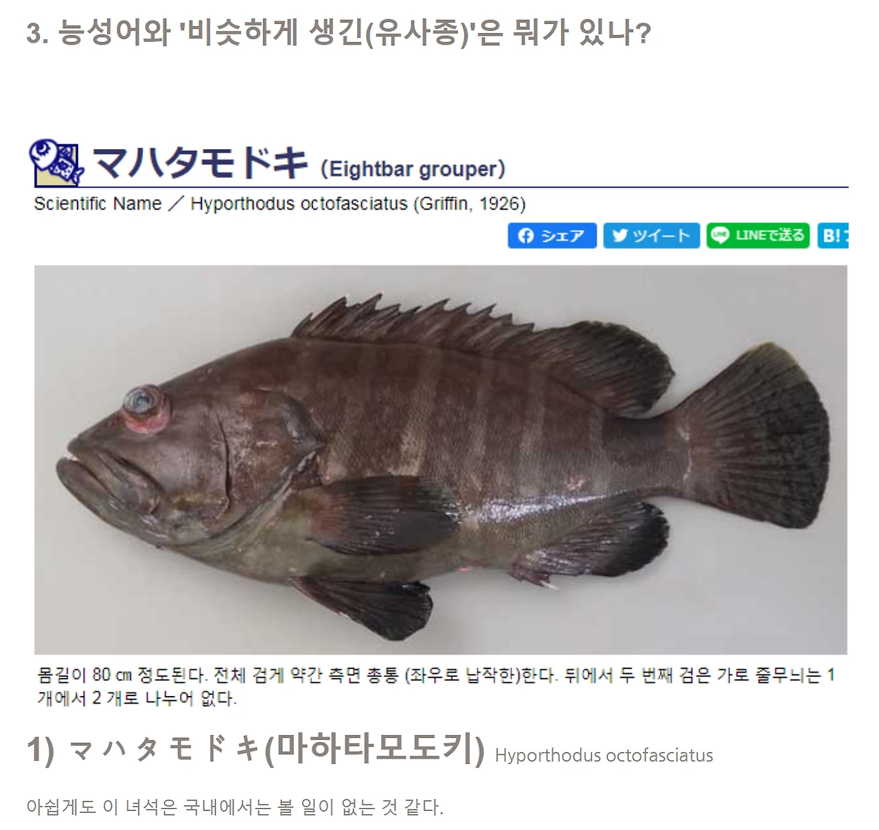 마하타모도키 도감.PNG