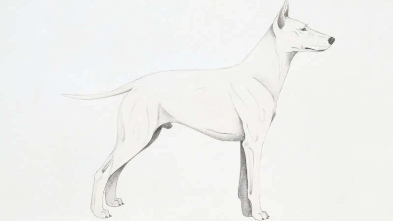 image_4757908641619397289302.png?type=w1200