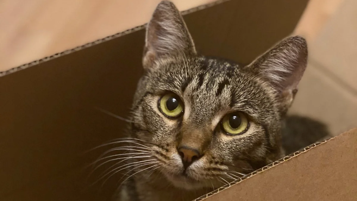 image_185839131620374886564.jpg?type=w1200