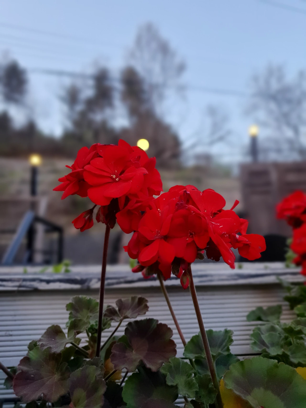 꽃들도 서로를 향해 기대있다.jpeg