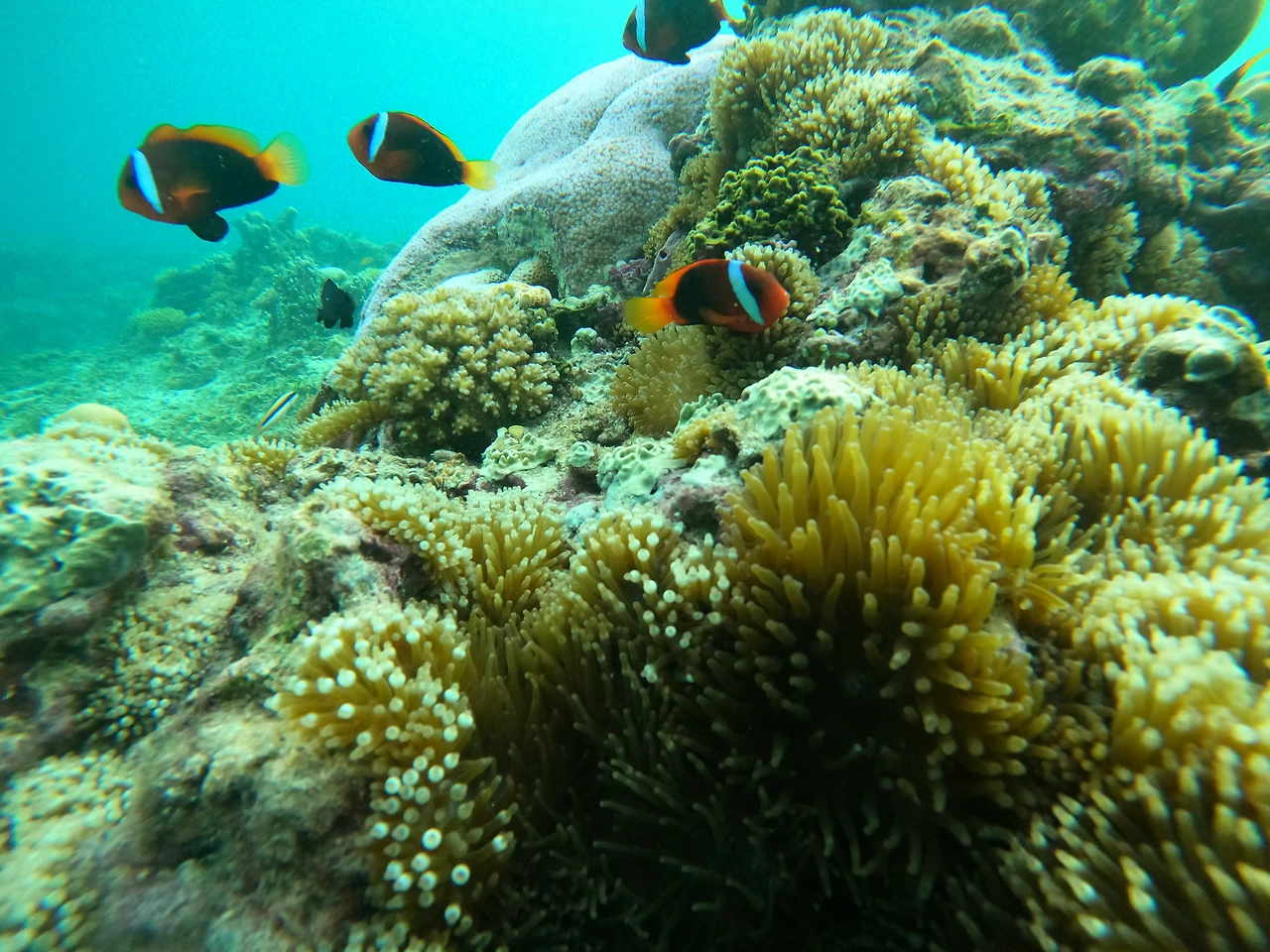 Google Photos Image.JPG