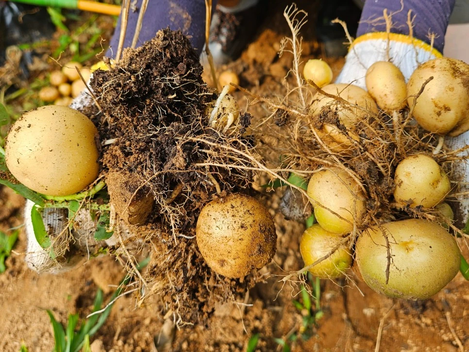 SE-e1d0da7c-1064-428d-ac99-f760728b6312.jpg?type=w966