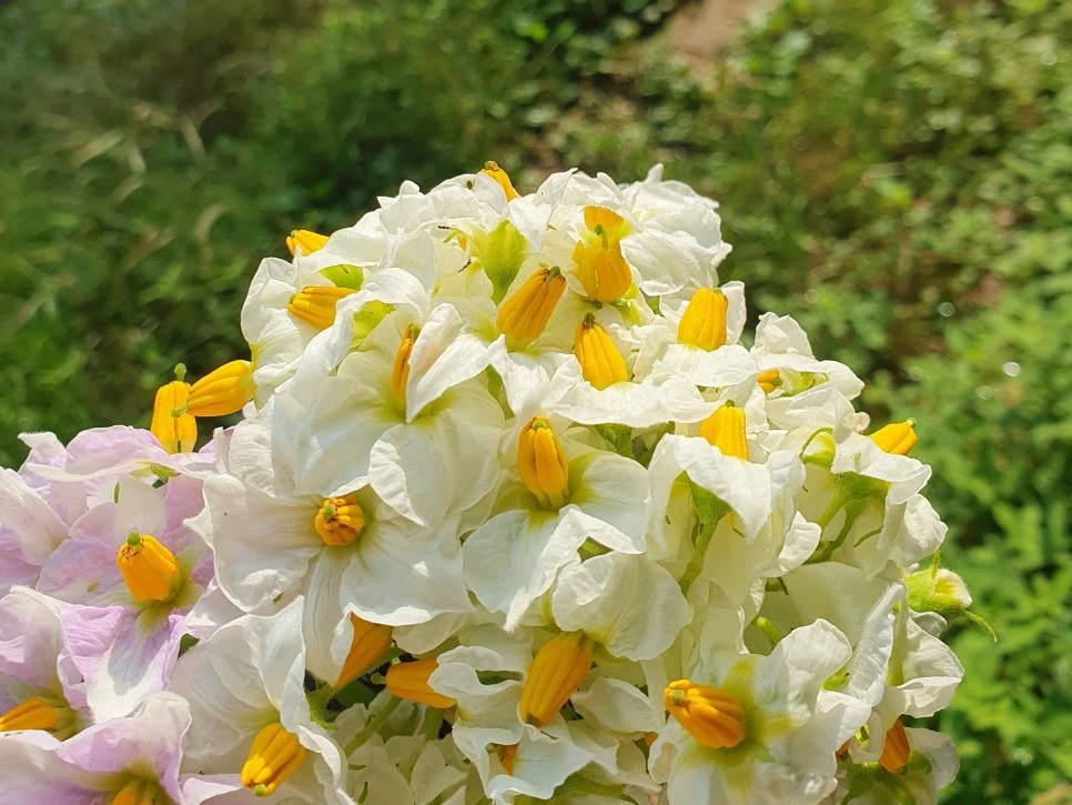 SE-ddeda54f-84b1-4ae9-8451-dfcb4172939e.jpg?type=w966