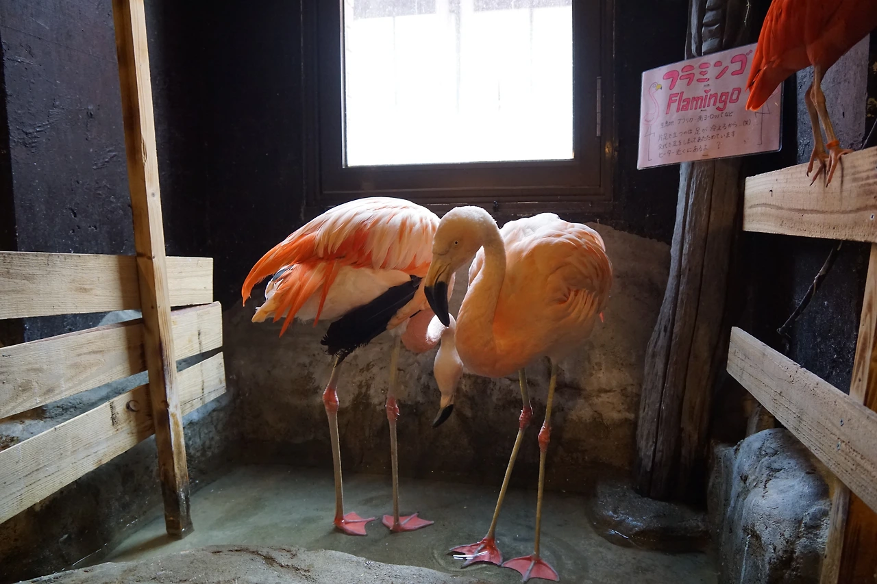 180802_주성은_음식_owl cafe asakusa (11).JPG