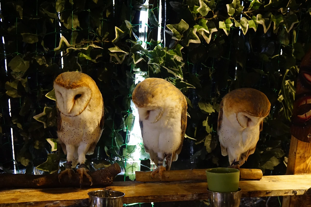 180802_주성은_음식_owl cafe asakusa (3).JPG