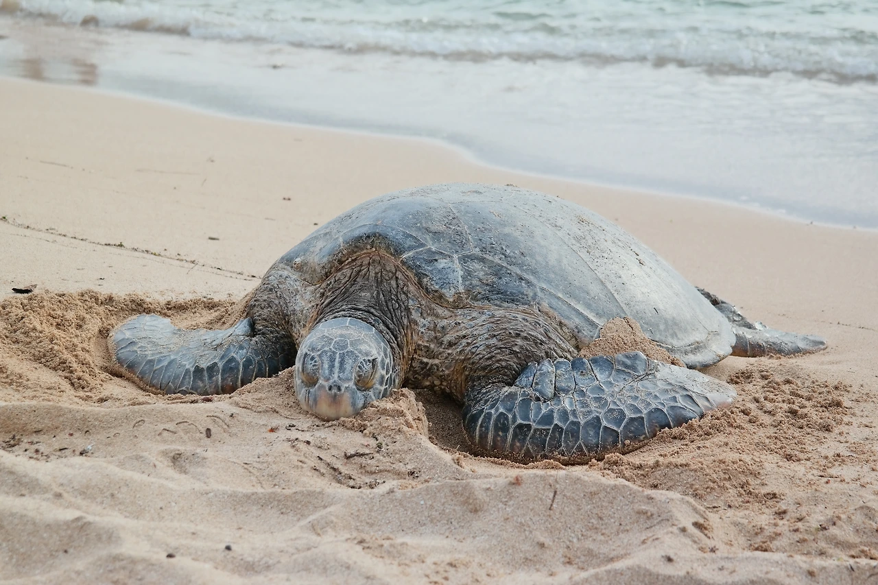 180814_김치우_장소_라니아케아 비치 (15).JPG