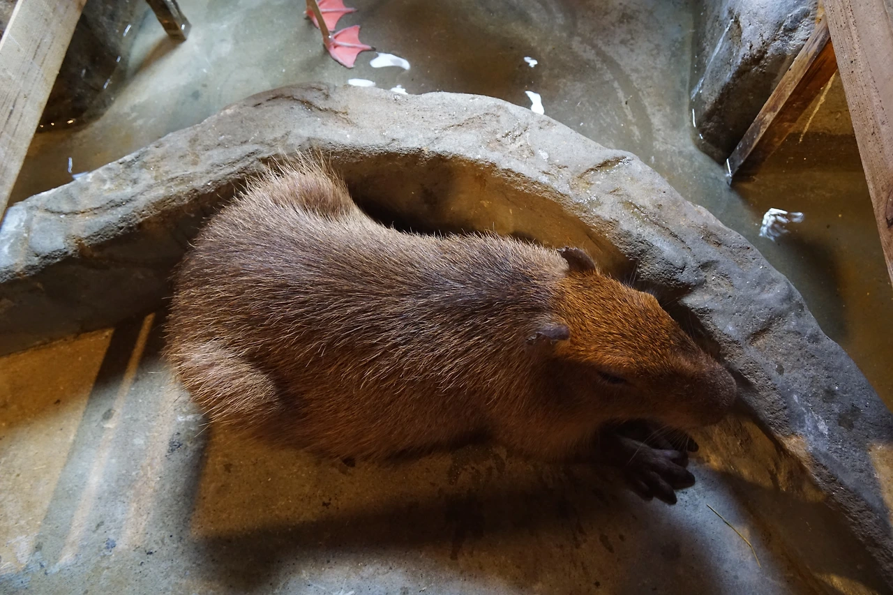 180802_주성은_음식_owl cafe asakusa (10).JPG