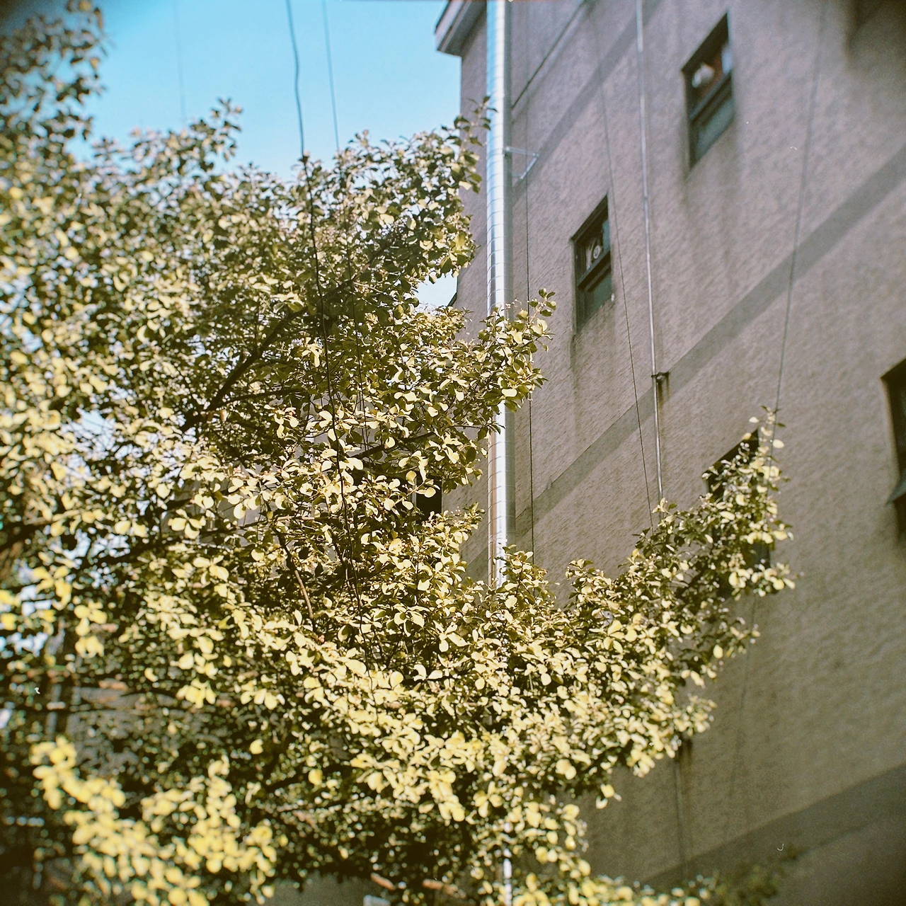 hoga 2023-02-15 173603.354.JPG