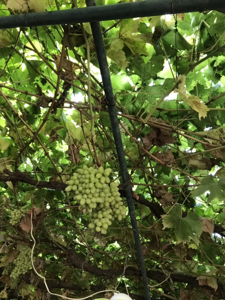 IMG_5960.jpg?type=w773