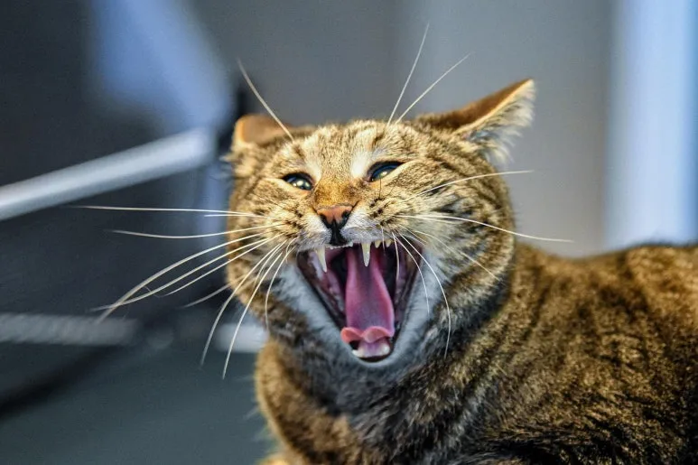 KakaoTalk_20250919_122409146.jpg?type=w773