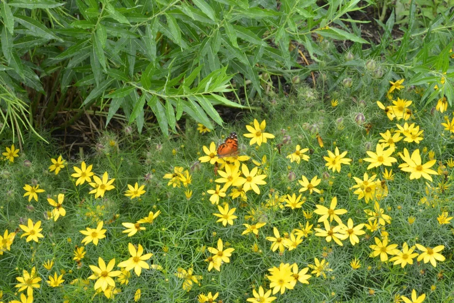 DSC_1033.JPG?type=w1