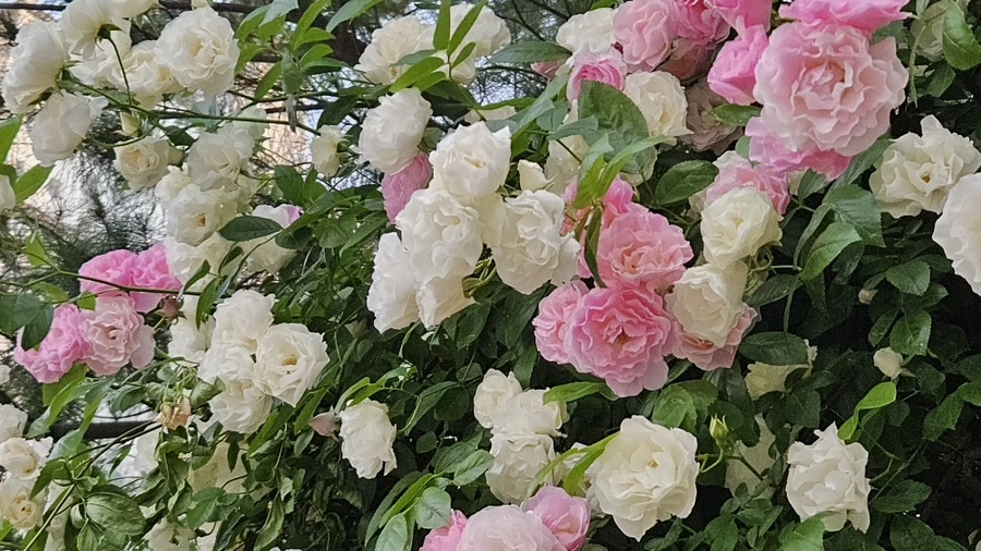 20230517_185856.jpg?type=w1