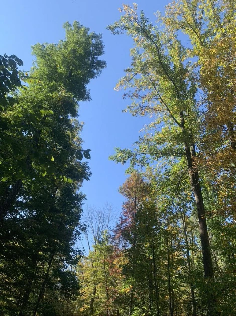 2038D222-9517-45A5-B724-A474E49210D9_1_105_c.jpeg?type=w1