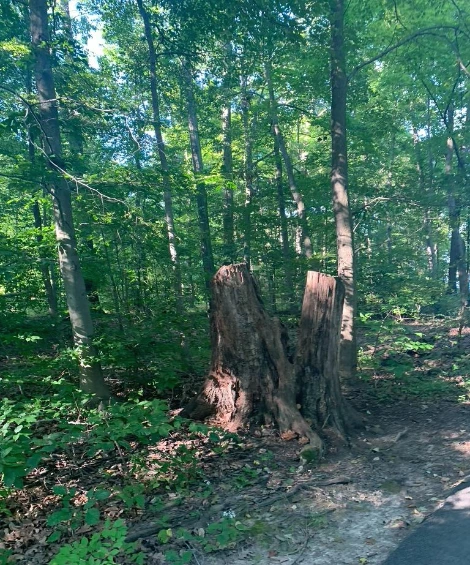 SE-5d8dd9e4-f4b5-4ebd-b1d9-464820380af9.jpg?type=w1