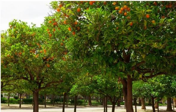 image.png?type=w1200