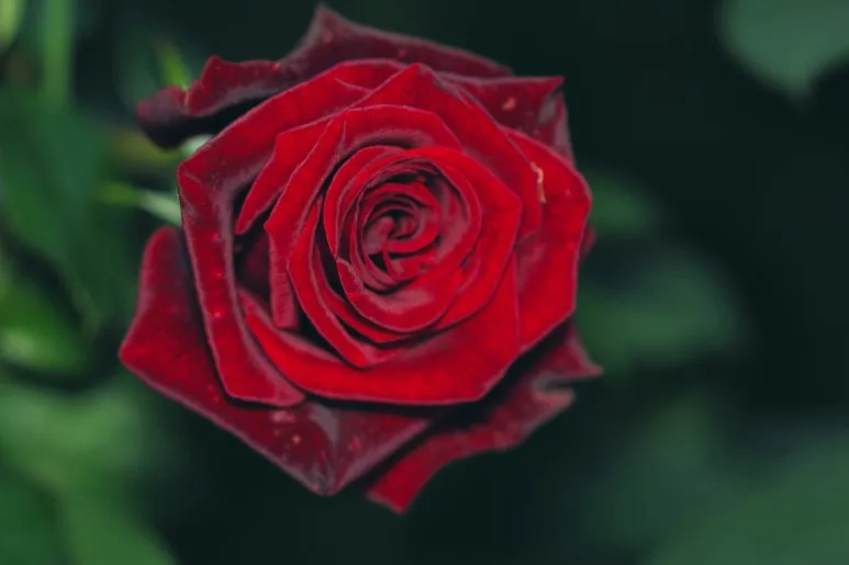 gidlark-FgMNuJGXUhA-unsplash.jpg?type=w773