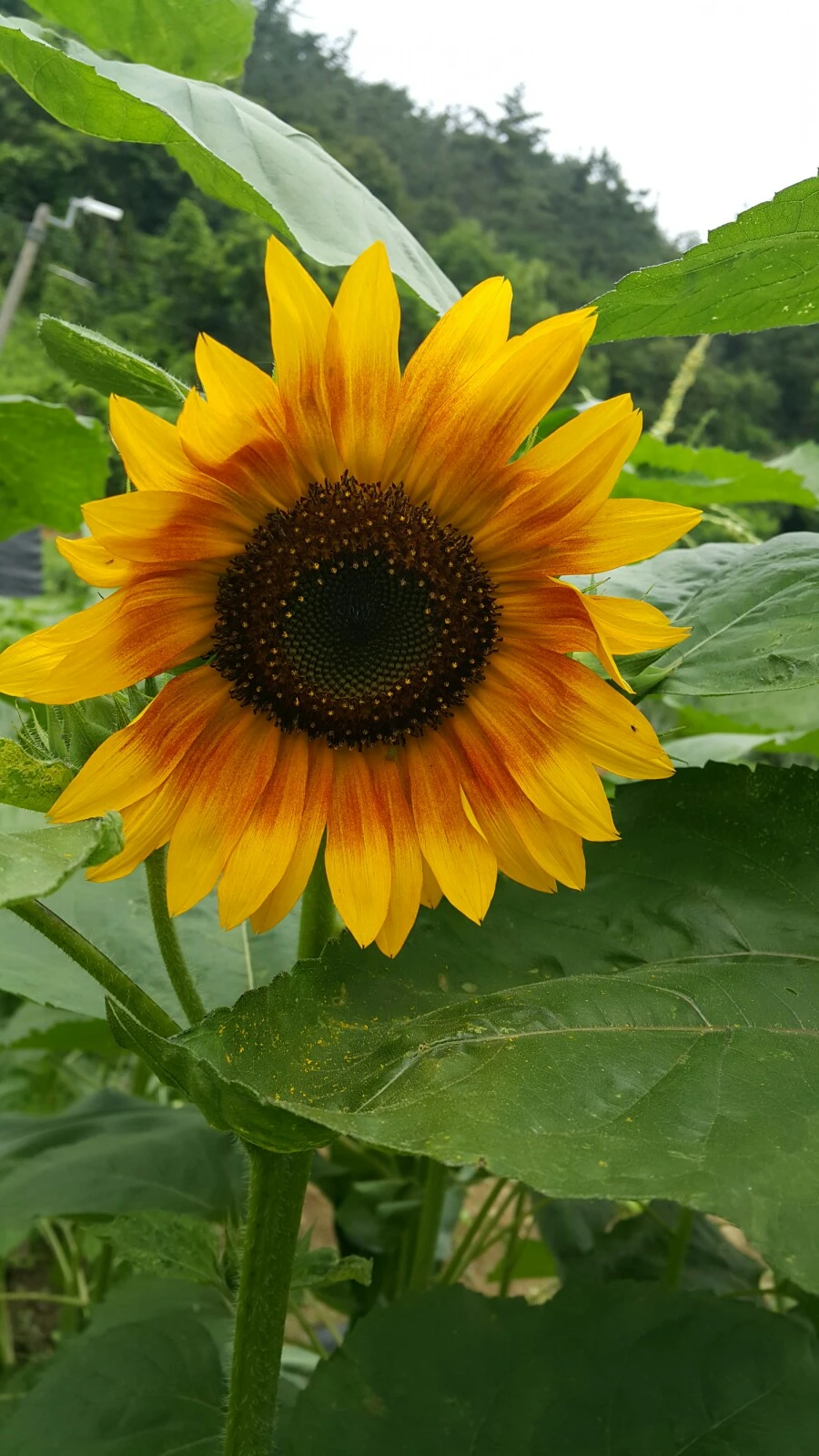 1594180685069.jpg?type=w1