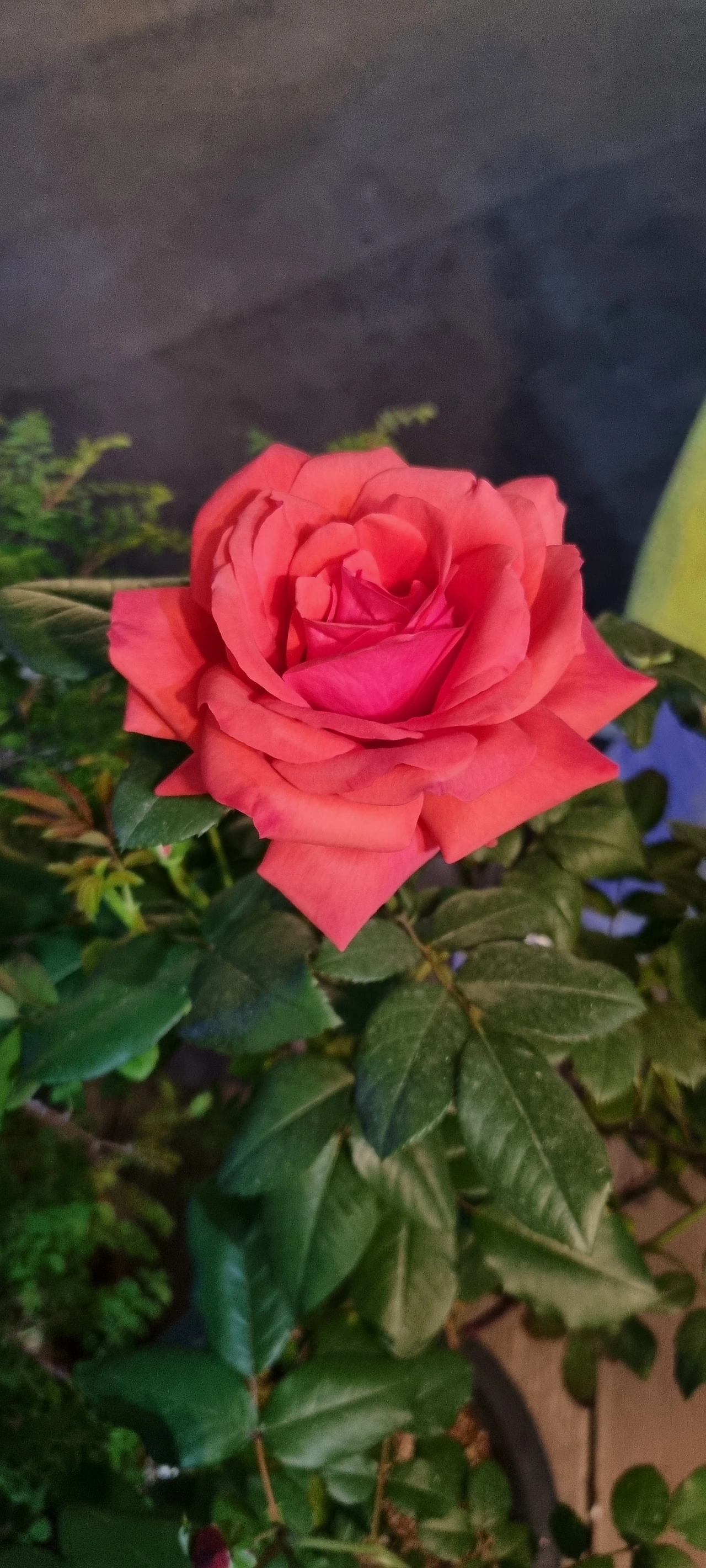 7a72c628cb52a234cf088fdb259c22874ab077c4