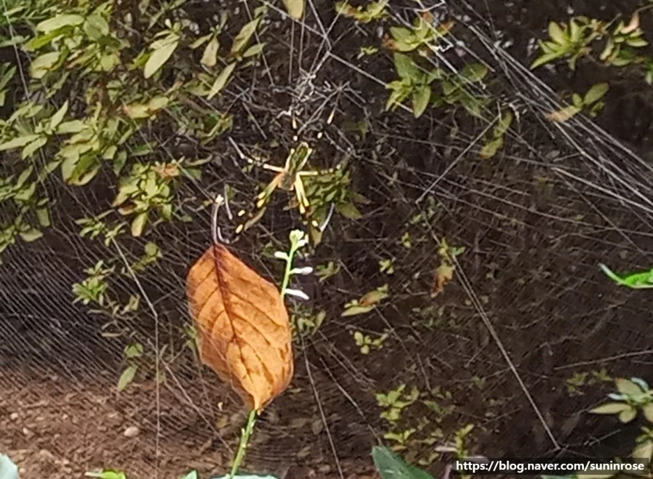 SE-580c6e9c-eff3-4813-a1be-faf309118630.jpg?type=w1