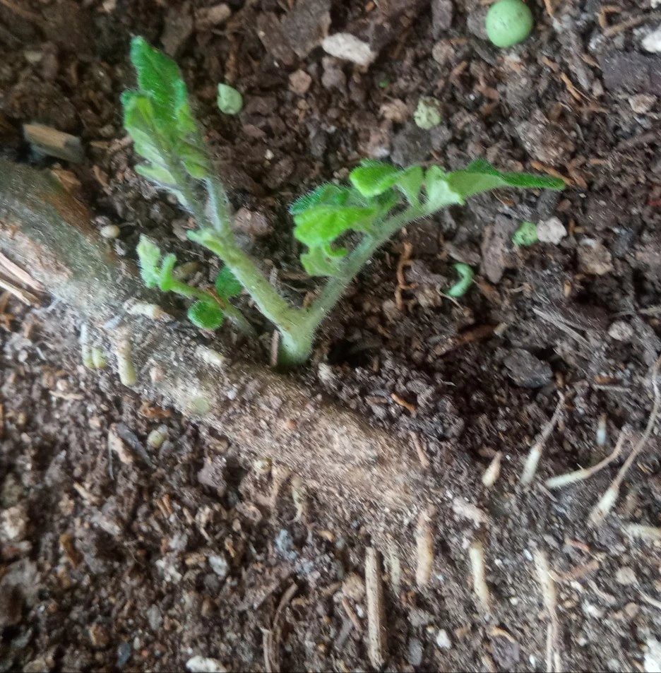 20220327_095524(1)1.jpg?type=w1