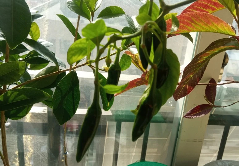 20210203_103919(1)1.jpg?type=w773