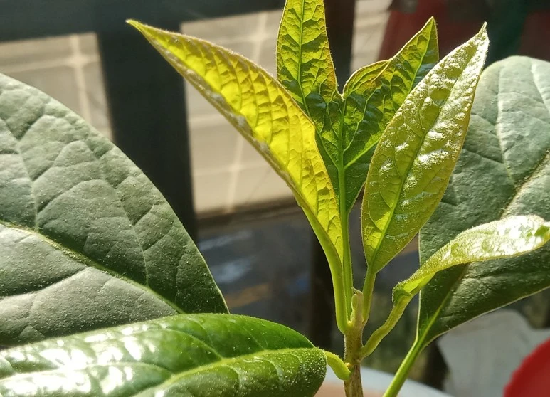 20201205_104020%281%291.jpg?type=w773