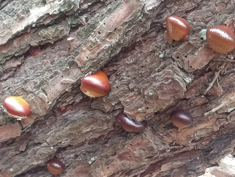 20200419_0918091.jpg?type=w773