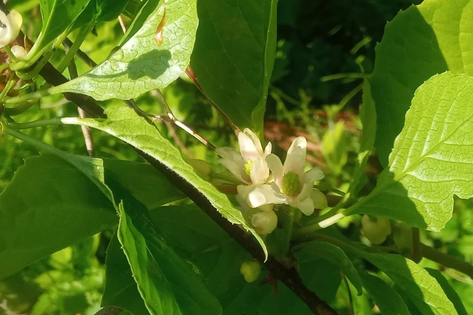 20210505_102218(1)1.jpg?type=w1