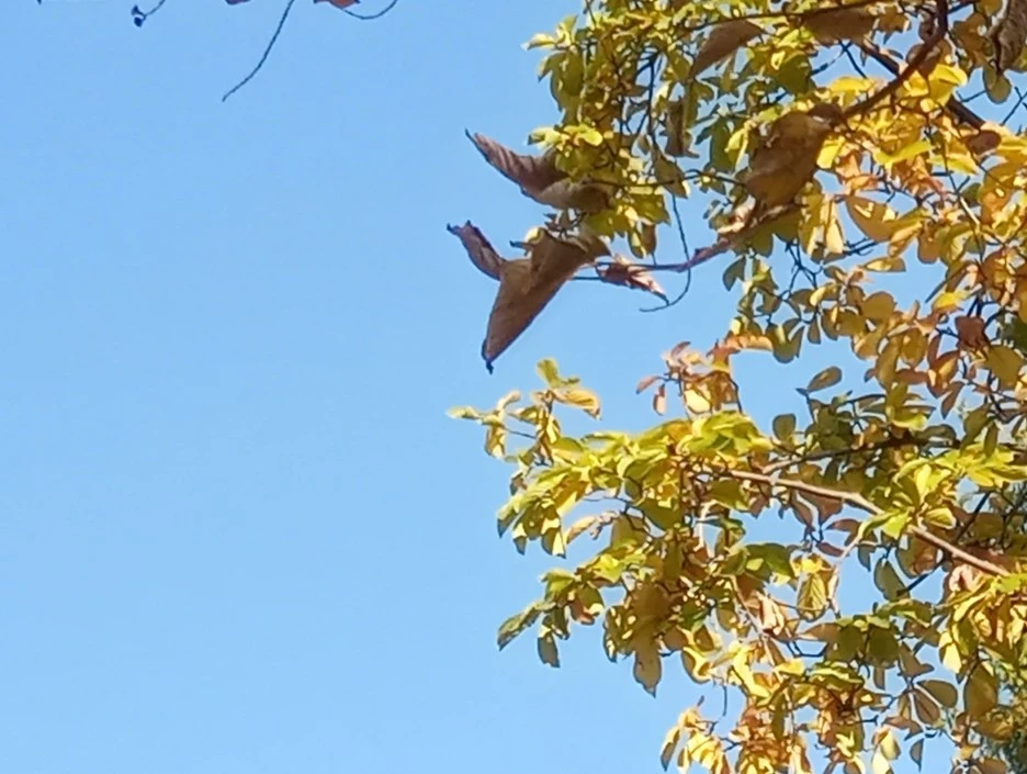 20201103_093314(3)1.jpg?type=w1