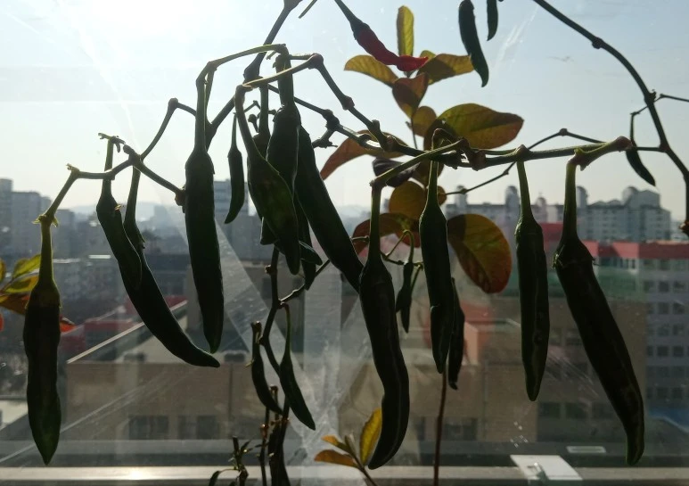 20210203_103854(1)1.jpg?type=w773