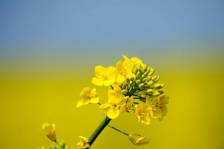 gdc2a1c9ab7898664c66c3bc78d86ff3371023e727a4b79d24fc961a94eceef5916155949e6d.jpg?type=w773